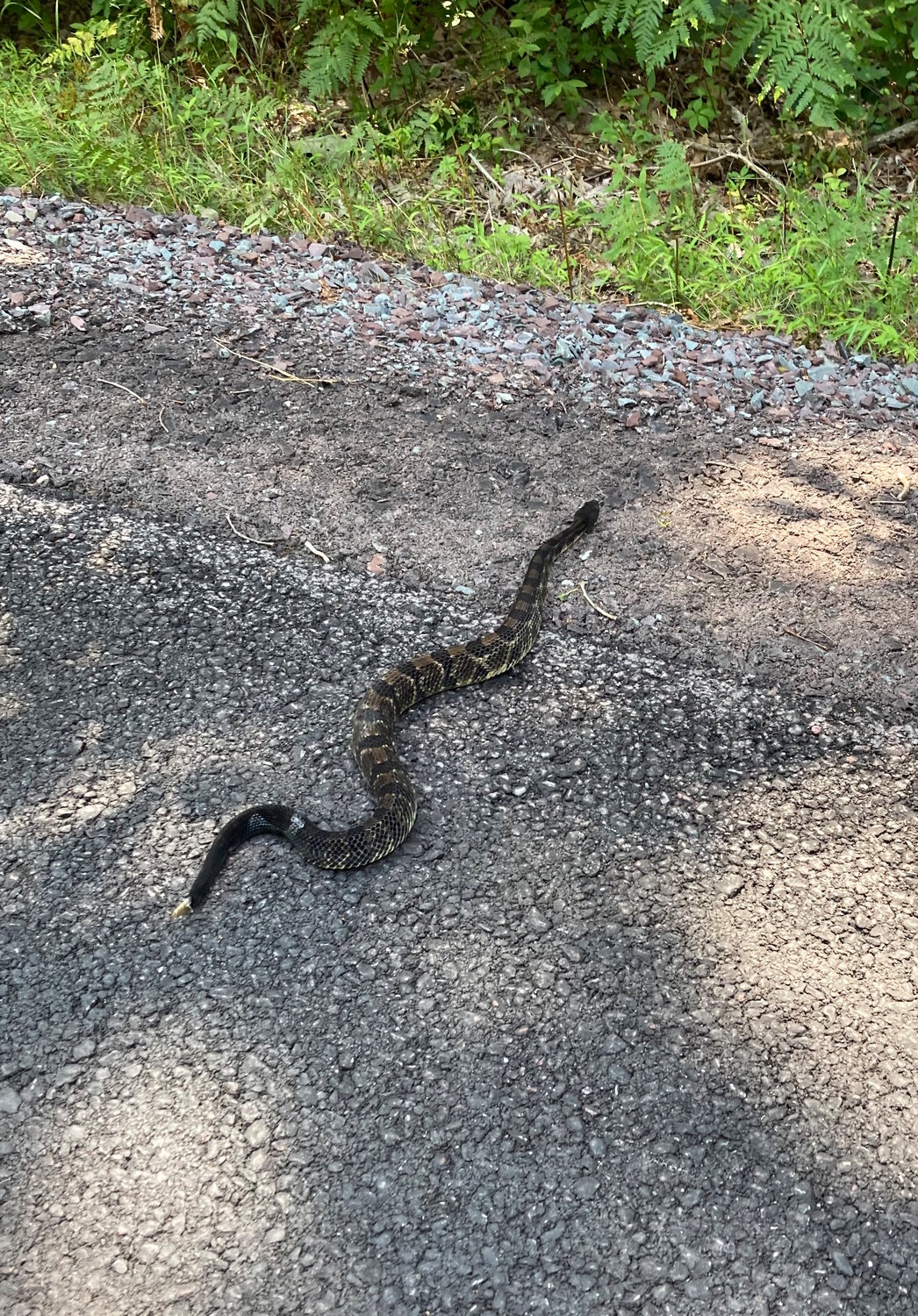 Timber rattlesnakes are on the move throughout the Upper Delaware River region now. We encountered this one crossing a Pike County roadway. With the aid of a long branch and some gentle prodding, the snake was urged to safety in the direction it was heading. Keep watch for all species attempting to cross roads during these peak summer days.